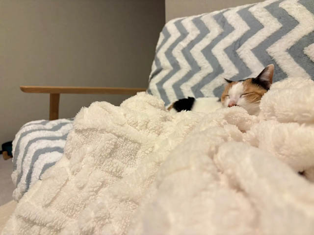 福岡市城南区に"ケージレス"猫専用ホテル誕生 - 個室滞在＆シッター選択も可能に