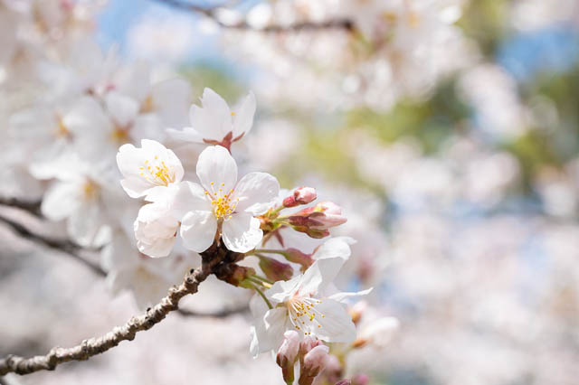 春の小倉を歩いて楽しむ宿泊体験 リーガロイヤルホテル小倉が新プラン販売