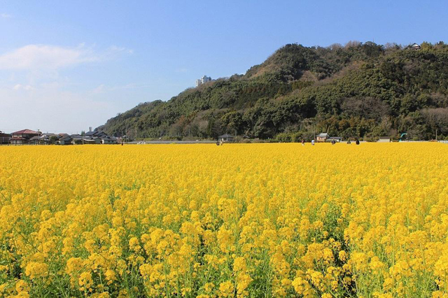 約1.6haの畑に約80万本の菜の花！道の駅「原鶴」菜の花まつり
