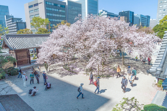 春を彩る福岡・博多の街を歩こう「第17回 さくらウォークfrom ベイサイド 」開催