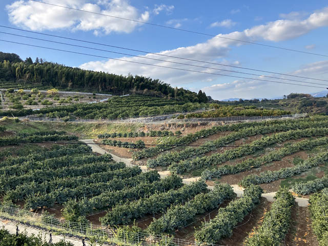 ロイヤルホスト - 春を彩る苺×熊本県産 不知火の甘酸っぱい初共演デザート登場