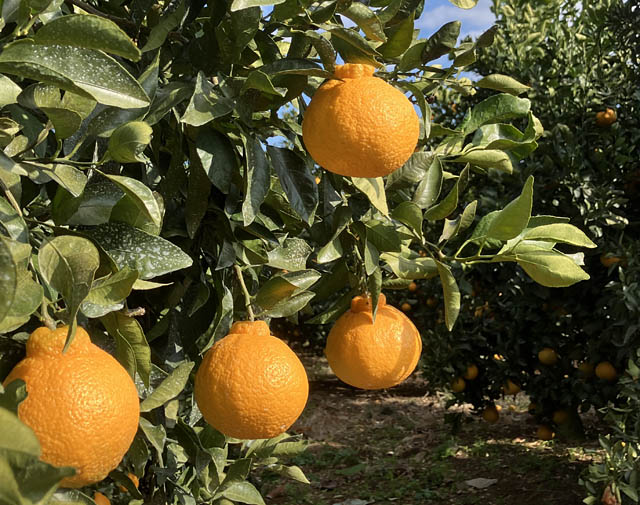 ロイヤルホスト - 春を彩る苺×熊本県産 不知火の甘酸っぱい初共演デザート登場