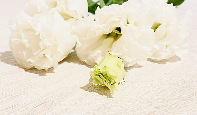 JR九州 九大学研都市駅とイオンモール福岡伊都「フラワーバレンタイン」初開催