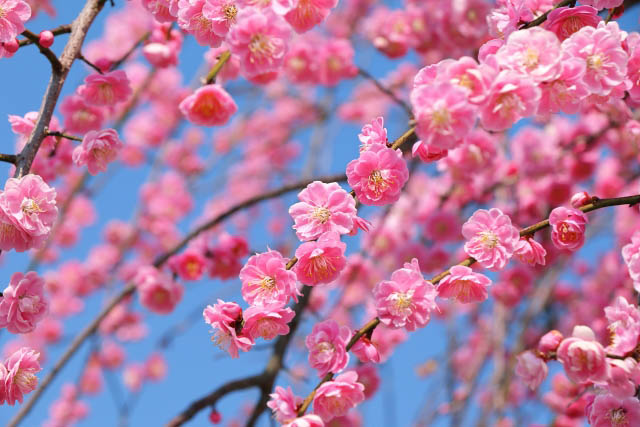 2026年の「春一番」- 九州北部地方に春の強風