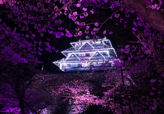 幻想的なライトアップは必見「福岡城さくらまつり」約1,000本19種の桜が満開に！