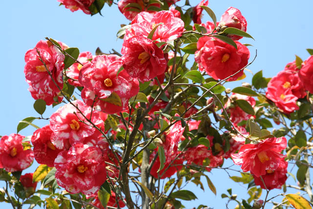 つばき咲き誇る久留米で「第17回久留米つばきフェア」開催