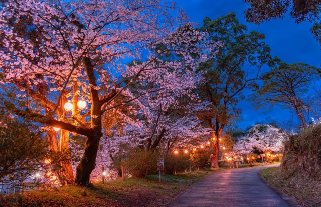 灯り揺れる幻想の夜桜景色「筑前中間さくら祭」さくらイルミネーション