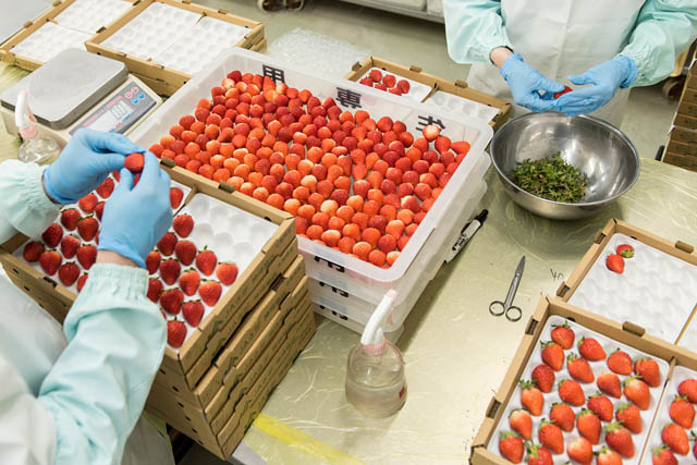 ホワイトデーに和菓子ギフト - 販売40周年如水庵のいちご大福で贈る“和のお返し”販売は3月末まで