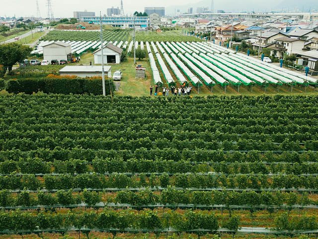 からだ弾む春のスムージー！「THE CITY BAKERY」の期間限定ドリンクが全国のカフェ店舗に登場