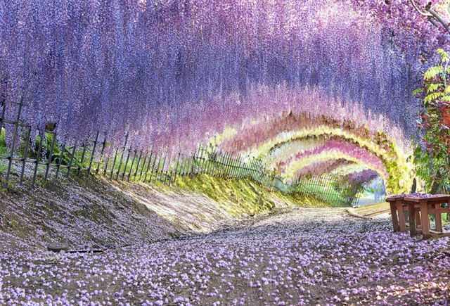 園主が大切に育てた藤の花が世界中の人々を魅了する季節限定の絶景「河内藤園」4月開園へ