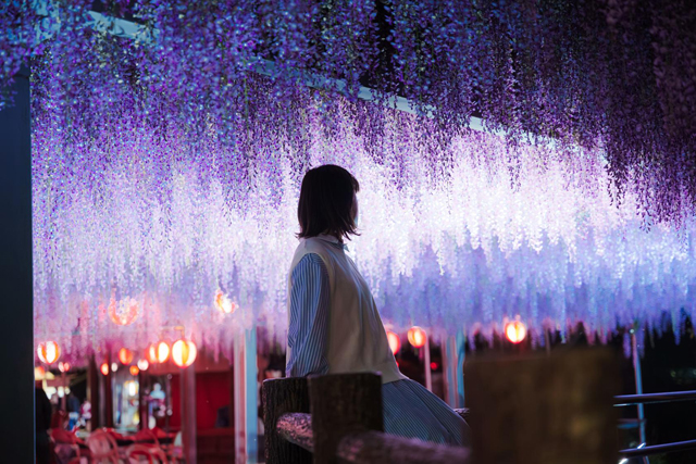 柳川市が誇る県指定天然記念物の名木「中山大藤まつり」開催！ライトアップあり！