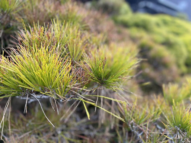 柳川藩主立花邸 御花、国指定名勝「松濤園」の松再生に向けたクラファンを開始