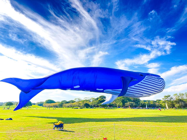 全長50mの巨大クジラが春の青空を悠々と泳ぐ「うみなか凧揚げフェスティバル」開催！