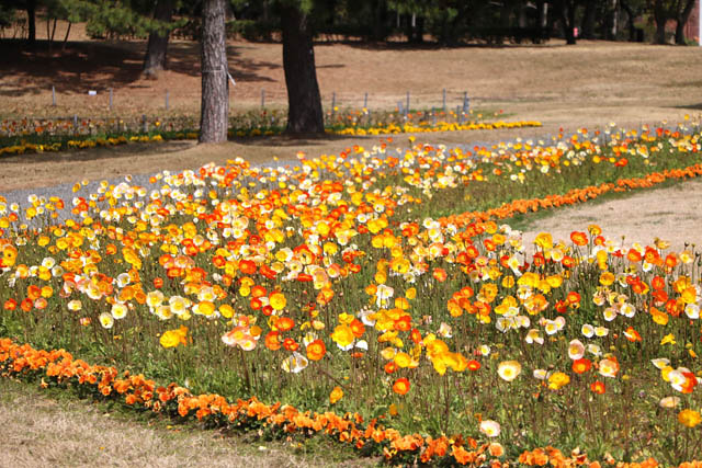 海の中道海浜公園 – 昨年より7千本多い約2万3千本！風に揺れるアイスランドポピー見頃、春のフラワーリレー始まる