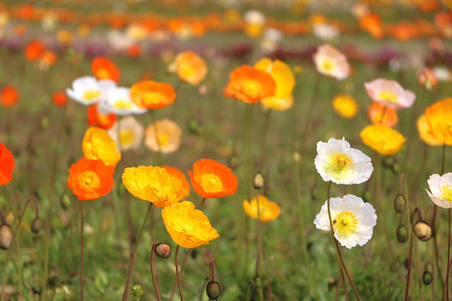 海の中道海浜公園 - 昨年より7千本多い約2万3千本！風に揺れるアイスランドポピー見頃、春のフラワーリレー始まる