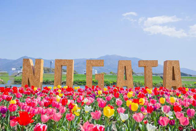 直方市 – チューリップフェアの「駐車場渋滞」が消える？スズキの電動台車とAIで挑む最新実験