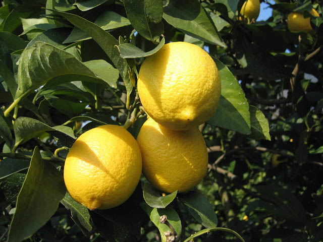 広島・瀬戸内産の「大長レモン」