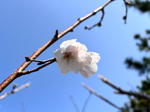 国営海の中道海浜公園 サクラ開花 – ネモフィラとのコラボは3月末から一週間ほど