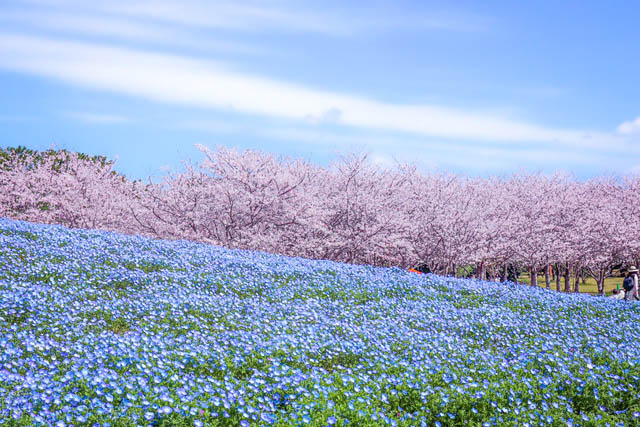 国営海の中道海浜公園 サクラ開花 - ネモフィラとのコラボは3月末から一週間ほど