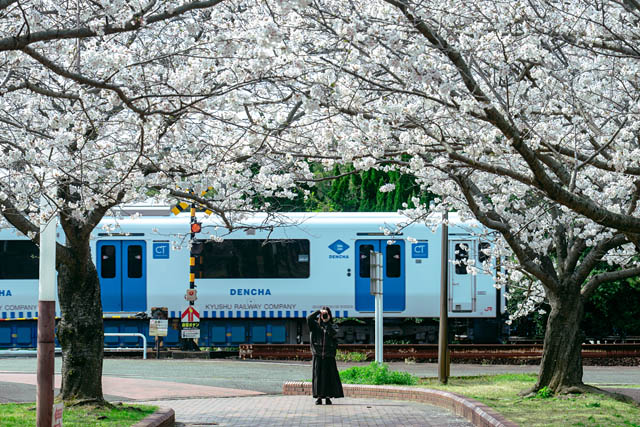 国営海の中道海浜公園 サクラ開花 - ネモフィラとのコラボは3月末から一週間ほど