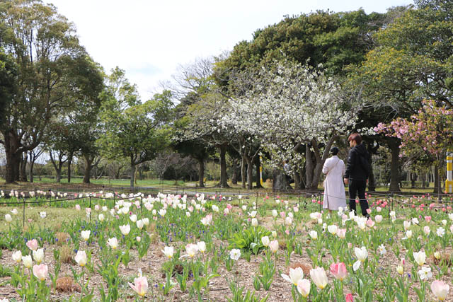 国営海の中道海浜公園 サクラ開花 - ネモフィラとのコラボは3月末から一週間ほど