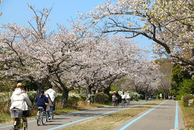 国営海の中道海浜公園 サクラ開花 - ネモフィラとのコラボは3月末から一週間ほど
