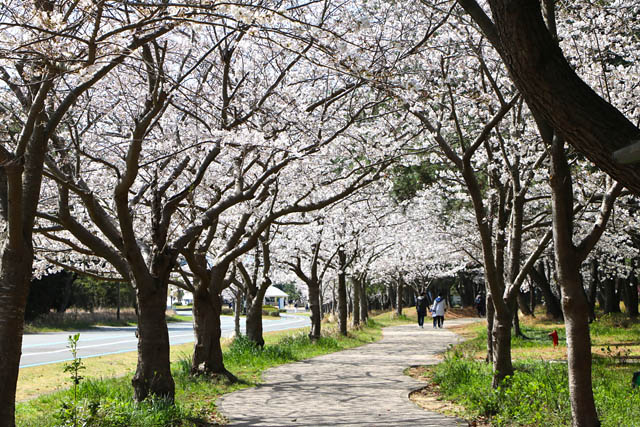 国営海の中道海浜公園 サクラ開花 - ネモフィラとのコラボは3月末から一週間ほど