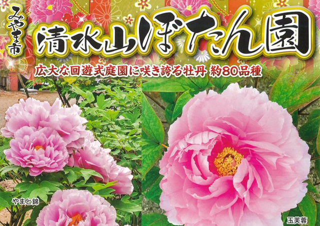 広大な回遊式庭園に咲き誇る約80種の牡丹「清水山ぼたん園」開園！