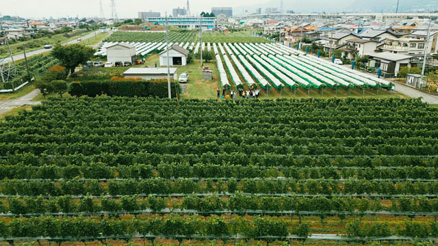 THE CITY BAKERY – 自社農園のぶどうを「京都ワイナリー 四条河原町醸造」にて醸造、キャナルでオレンジワインの提供をスタート