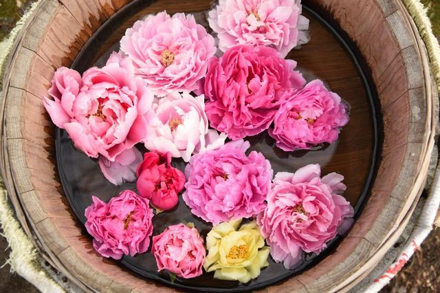 “春ぼたん”や“しゃくやく”が楽しめる 筥崎宮 神苑花庭園「ぼたん･しゃくやく 花まつり」開催