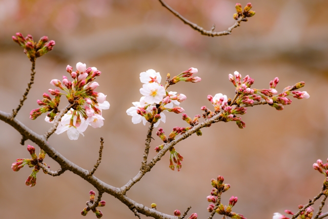 福岡で「さくら（そめいよしの）」が開花