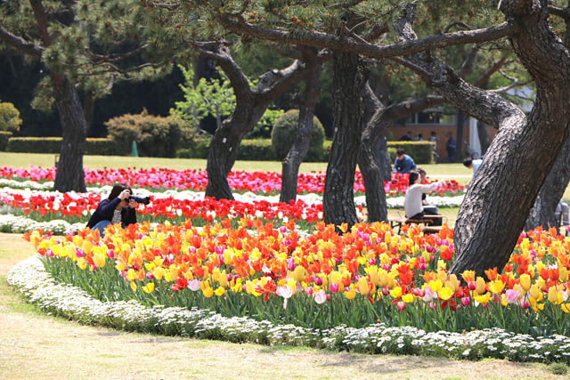 国営海の中道海浜公園 - 海の中道フラワーピクニック2026開催