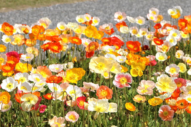 国営海の中道海浜公園 - 海の中道フラワーピクニック2026開催