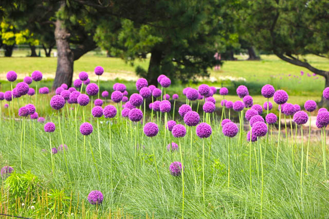 国営海の中道海浜公園 - 海の中道フラワーピクニック2026開催