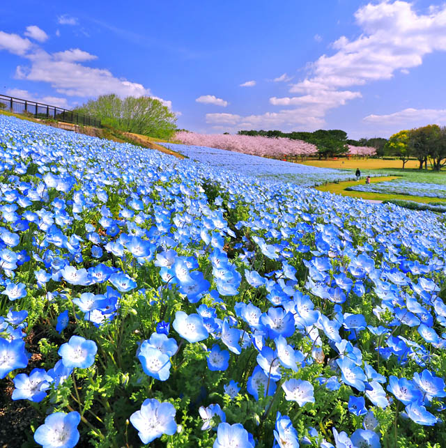 国営海の中道海浜公園 - 海の中道フラワーピクニック2026開催