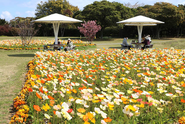 国営海の中道海浜公園 - 海の中道フラワーピクニック2026開催