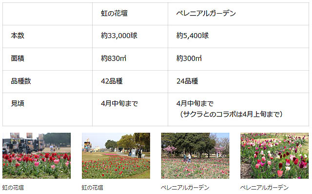 国営海の中道海浜公園でチューリップが見頃に - サクラとのコラボレーションもみどころ