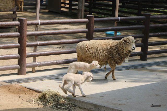 海の中道海浜公園 -「ヒツジ」と「クモザル」の赤ちゃん誕生！春の訪れを祝うイースターイベントも開催