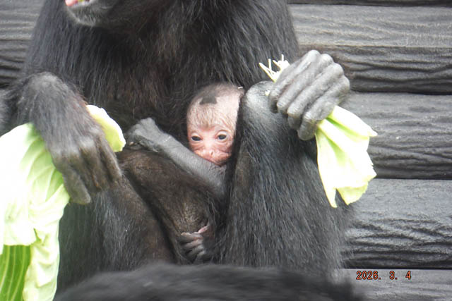 海の中道海浜公園 -「ヒツジ」と「クモザル」の赤ちゃん誕生！春の訪れを祝うイースターイベントも開催