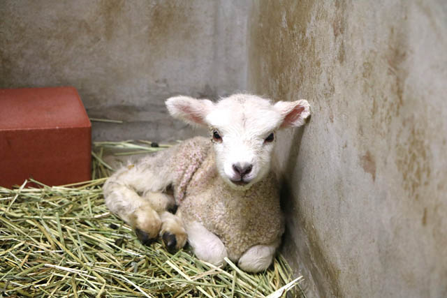 海の中道海浜公園 -「ヒツジ」と「クモザル」の赤ちゃん誕生！春の訪れを祝うイースターイベントも開催