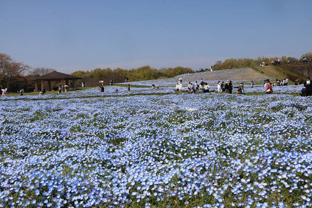 国営海の中道海浜公園 – 花の青い海が広がる景色は必見！100万本のネモフィラ満開 春限定スイーツも登場
