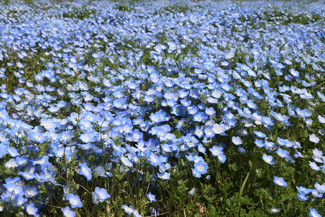 国営海の中道海浜公園 - 花の青い海が広がる景色は必見！100万本のネモフィラ満開 春限定スイーツも登場
