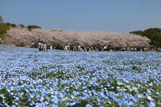 国営海の中道海浜公園 - 花の青い海が広がる景色は必見！100万本のネモフィラ満開 春限定スイーツも登場