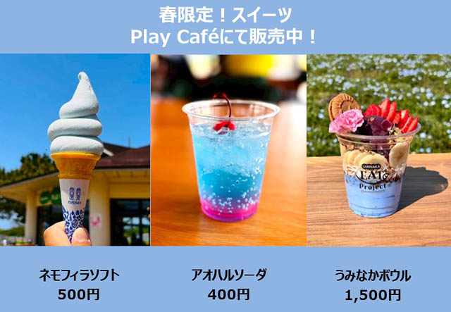 国営海の中道海浜公園 - 花の青い海が広がる景色は必見！100万本のネモフィラ満開 春限定スイーツも登場