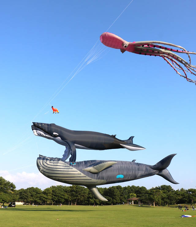 最大50mの巨大クジラのカイトが大空を舞い上がる!「うみなか凧揚げフェスティバル」開催