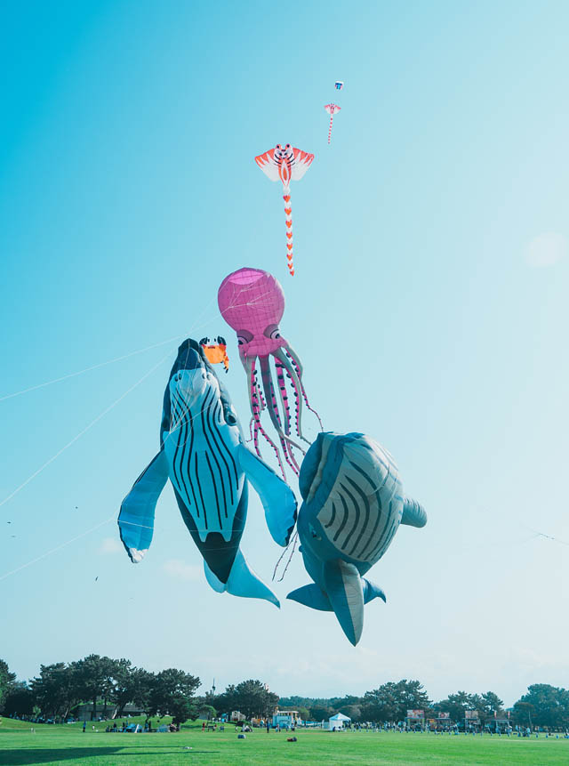 最大50mの巨大クジラのカイトが大空を舞い上がる!「うみなか凧揚げフェスティバル」開催