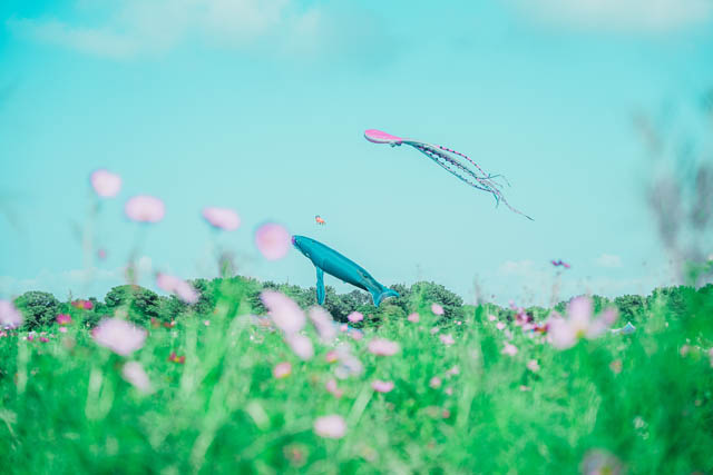 最大50mの巨大クジラのカイトが大空を舞い上がる！「うみなか凧揚げフェスティバル」開催