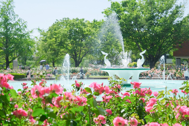 バラ園が開園史上最高に充実！石橋文化センター「春のバラフェア2026」開催！